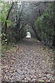 Footpath, Chelsfield Hill Wood