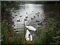 The Old Mill Pond, Wateringbury