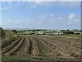 SM8819 : Potato field ready for harvest by Simon Mortimer