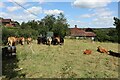 Cows by Station Road