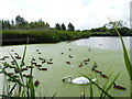 Swan and ducks, Pershore Community Wetlands 