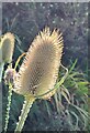 Teasel seed head