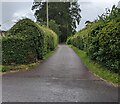 SO4402 : Hedge-lined side road in Llansoy, Monmouthshire by Jaggery