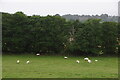 Sheep near Balchraggan