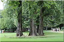 TQ2879 : View of three poplar trees on the lawn of Buckingham Palace in Buckingham Palace Gardens by Robert Lamb