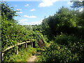 Path in Berengrave Nature Reserve