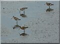 NS9981 : Black-tailed godwits by Richard Sutcliffe