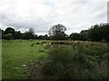 Wet grassland by the River Chater