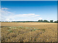 TL2617 : A field of barley by Patrick Mackie