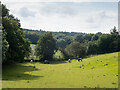 Horses in a field