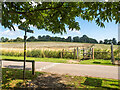 Footpath to Burnham Green