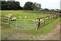 TL3861 : Sheep at Duck End Farm, Dry Drayton by Martin Tester