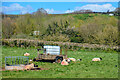 Sampford Peverell : Grassy Field & Sheep