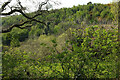 Woods above Chipton