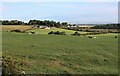 The pastoral scene at Newfield