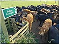 SS9814 : Tiverton : Grassy Field & Cattle by Lewis Clarke