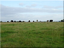SO9330 : Cattle grazing, Fiddington Brake by JThomas