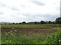 SO9146 : Crop field off Rebecca Road by JThomas