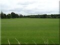 Grassland for turf, Teal Farm