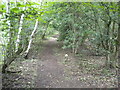 Footpath through woodland north of Askern