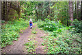 Path in the Forest