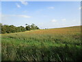 TL1094 : Fallow field near Elton by Jonathan Thacker