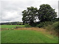 Llwybr Caefylchi / Caefylchi path