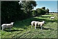 St. Mary in the Marsh: Sheep grazing in a large field