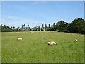 Sheep grazing near Marybrook Farm