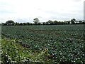 Crop field, Windmill Hill