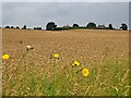 A field of wheat below Hodsock Manor Farm