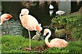 SH8378 : Chilean flamingo (Phoenicopterus chilensis) by Richard Hoare