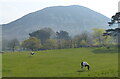 Horses at Penmaenmawr