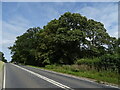 SO9152 : Trees beside the A44, Lowhill House by JThomas