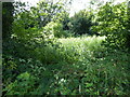 Pond at Sheepwash in Prestwood, Bucks