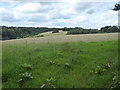SP8600 : Summer meadows near Prestwood, Bucks by Jeremy Bolwell