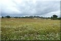 Fields north of Daffy Lane