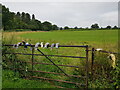 Sock animals on a gate near Madresfield Court