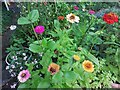 Zinnias in Hampstead Garden Suburb 