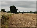 Farmland along the Ridings in Rothley