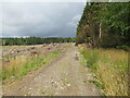 Fithie Wood - track between felled and mature trees