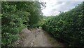 Bridleway through Juniperhill Wood