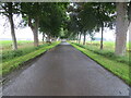 Tree-lined road approaching Haughs of Kinaird