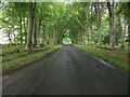 Road passing through Maules Wood