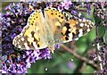 Painted Lady Butterfly