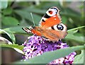 Peacock Butterfly