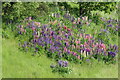 Lupins beside the A9