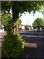 Spring foliage, Holbrook Lane