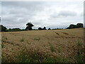 Cereal crop near Crick