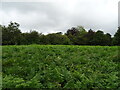 Bracken and woodland beside the A44